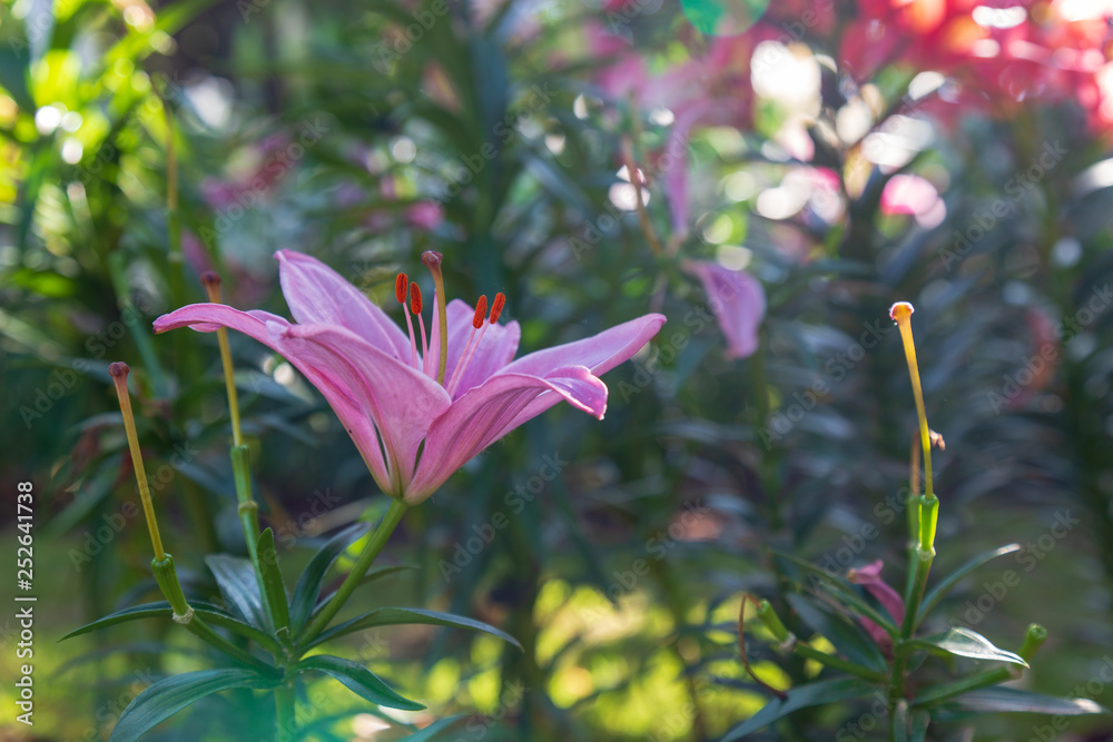Fototapeta premium Lily in the garden