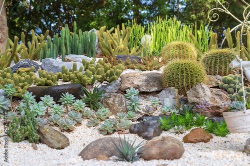 Cactus in garden