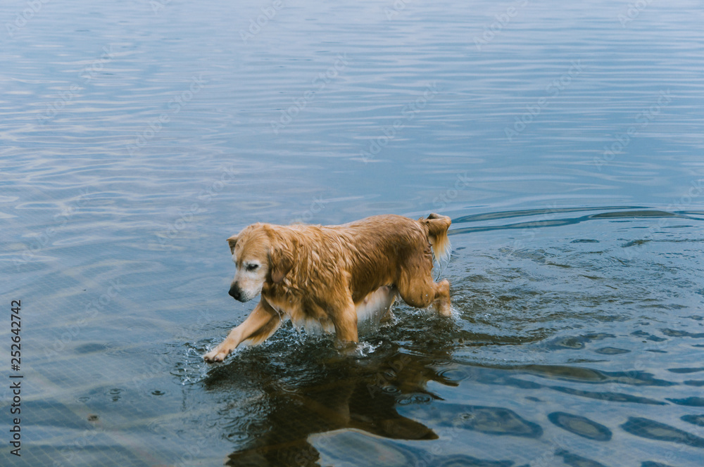 Golden retriever is walking in water by lakeside