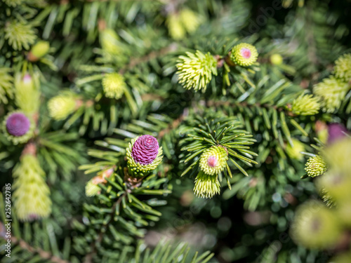 Picea Abies spruce tree with cones