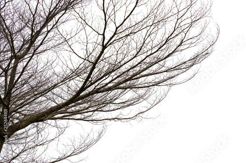 Realistic tree branches isolated on white background with copy space, blank for text.