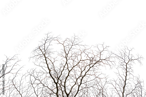 Realistic tree branches isolated on white background with copy space, blank for text.