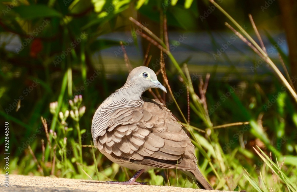 Taube Dove