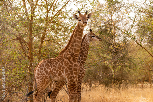 Giraffe in Bandia Forest, Senegal photo