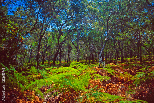 Australia: Rain forest vegetation on Tasmania Island