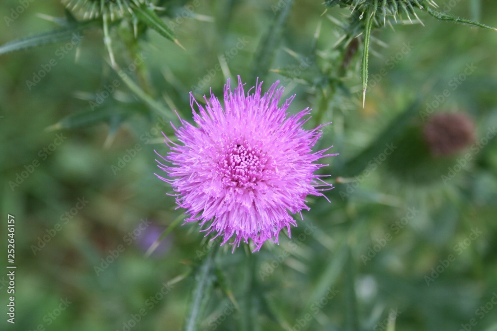 flower, thistle, purple, plant, nature, green, summer, blossom, spring, macro, wild, bloom, pink, flora, flowers, garden, closeup, violet, scottish, close-up, weed, floral, scotland, blooming, meadow