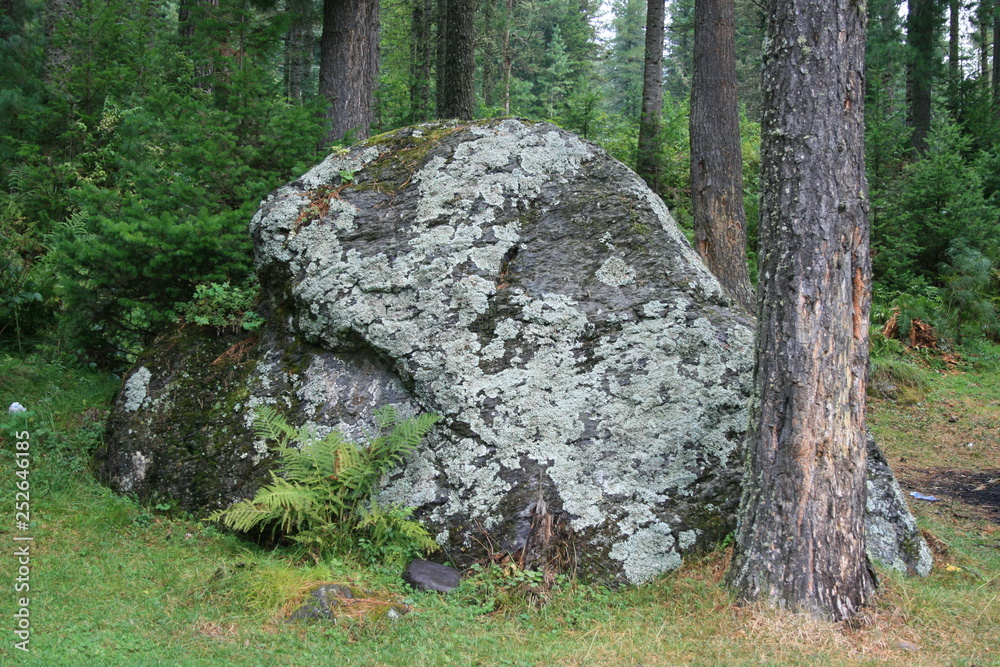 forest, green, tree, nature, landscape, grass, moss, rock, stone, summer, woods, park, trees, mountain, spring, wood, field, garden, plant, water, meadow, hill forest, green, tree, nature, landscape, grass, moss, rock, stone, summer, woods, park, trees, mountain, spring, wood, field, garden, plant, water, meadow, hill