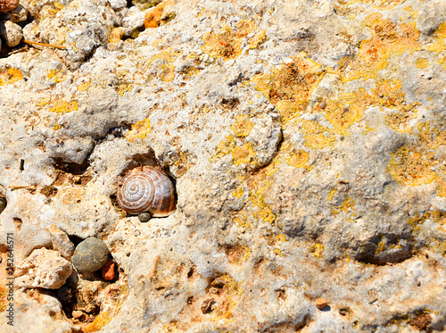 Shell in rock. Snail’s shell and pebbles in the cavities of cliff. photo