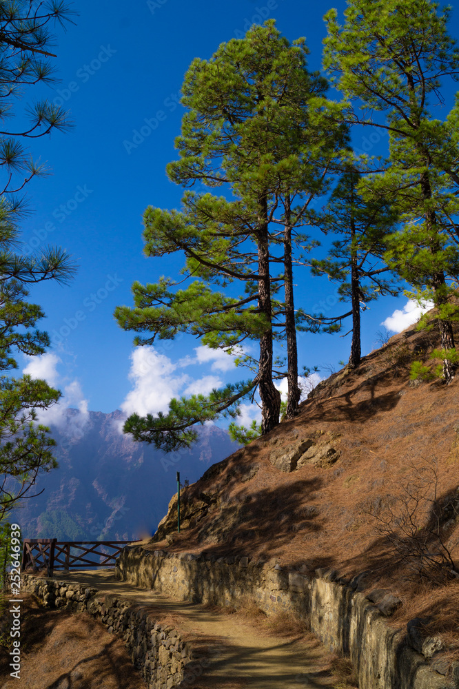 La Palma, Canary Islands, Spain, National Park showing Pine forests recovering after forest fires La Palma, Canary Islands, Spain, National Park showing Pine forests recovering after forest fires