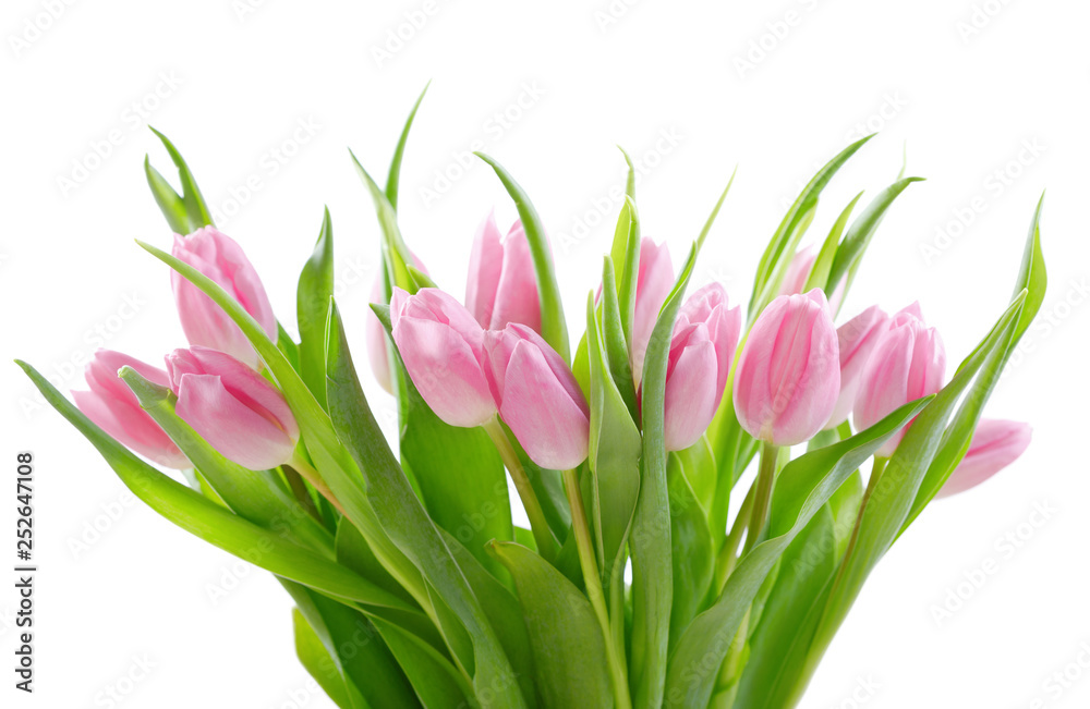 purple tulips isolated on white background