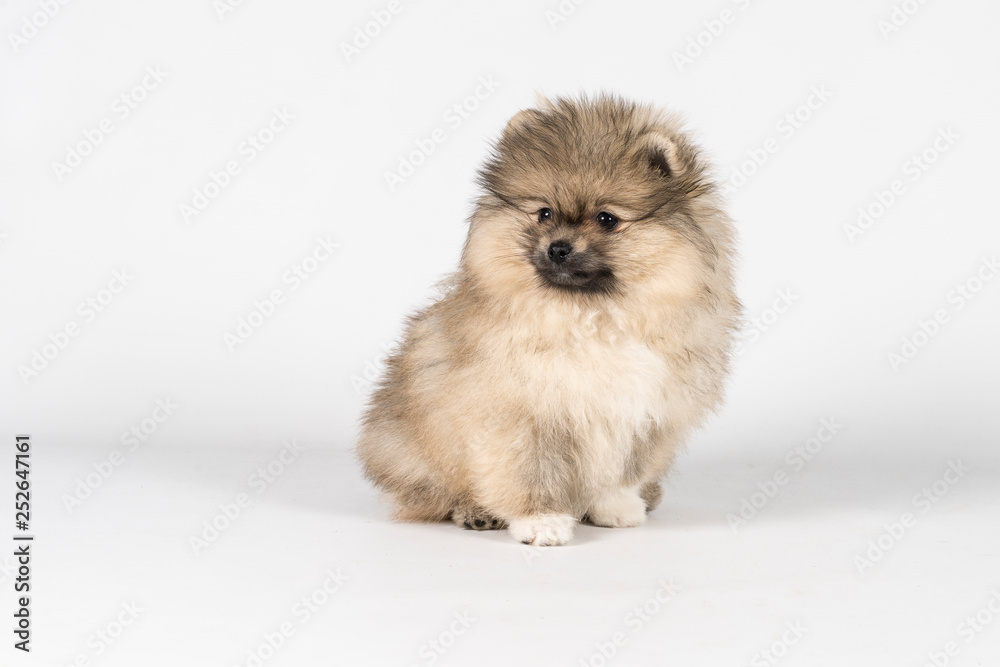 Small Pomeranian puppy sitting isolated on a white and gray background Small Pomeranian puppy sitting isolated on a white and gray background