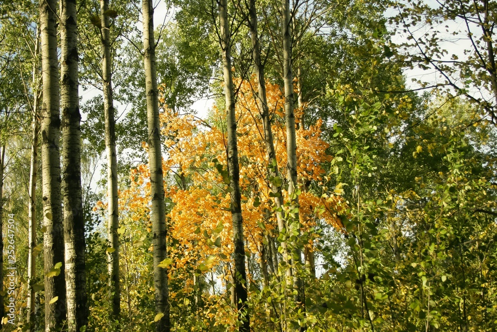 forest in autumn forest in autumn