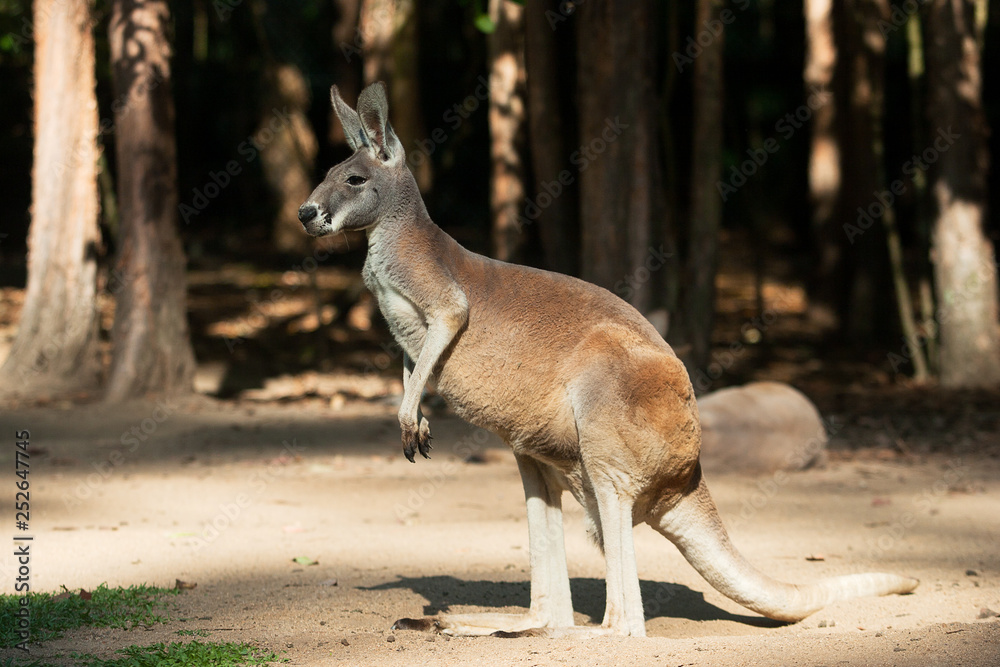 profile view of a big red kangaroo standing on the ground profile view of a big red kangaroo standing on the ground