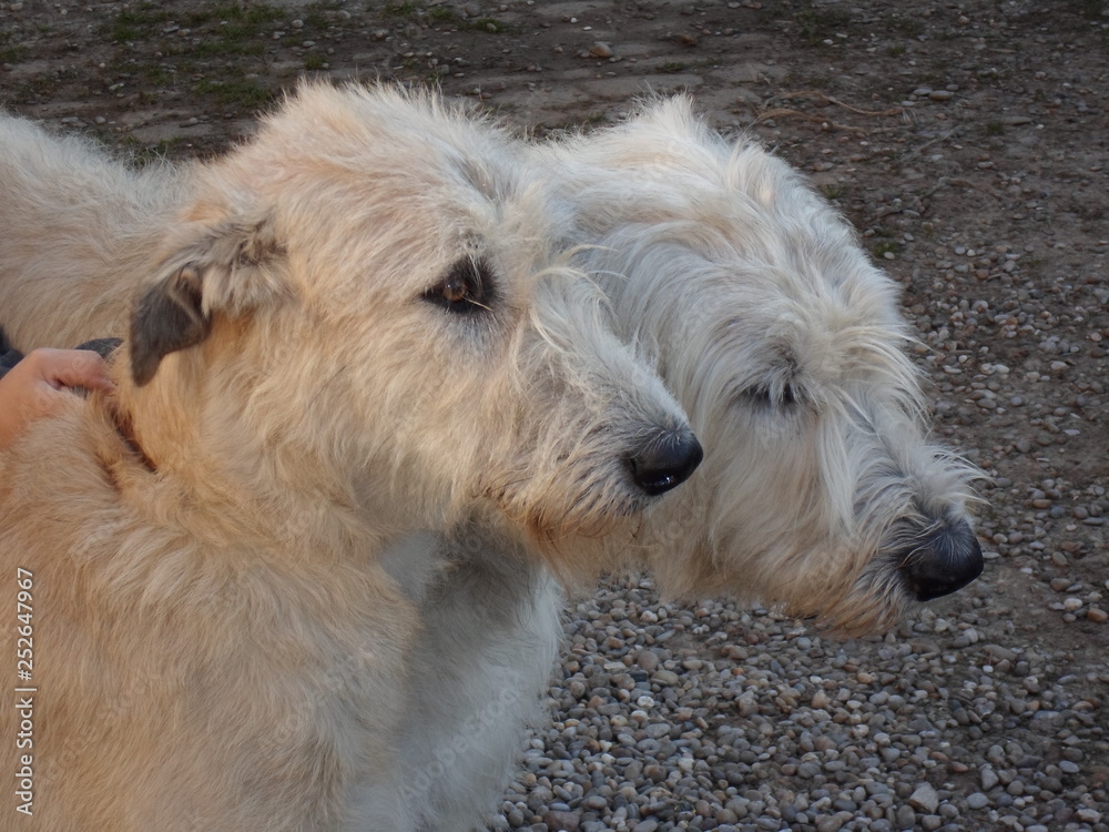 Irish Wolfhound Köpfe Irish Wolfhound Köpfe