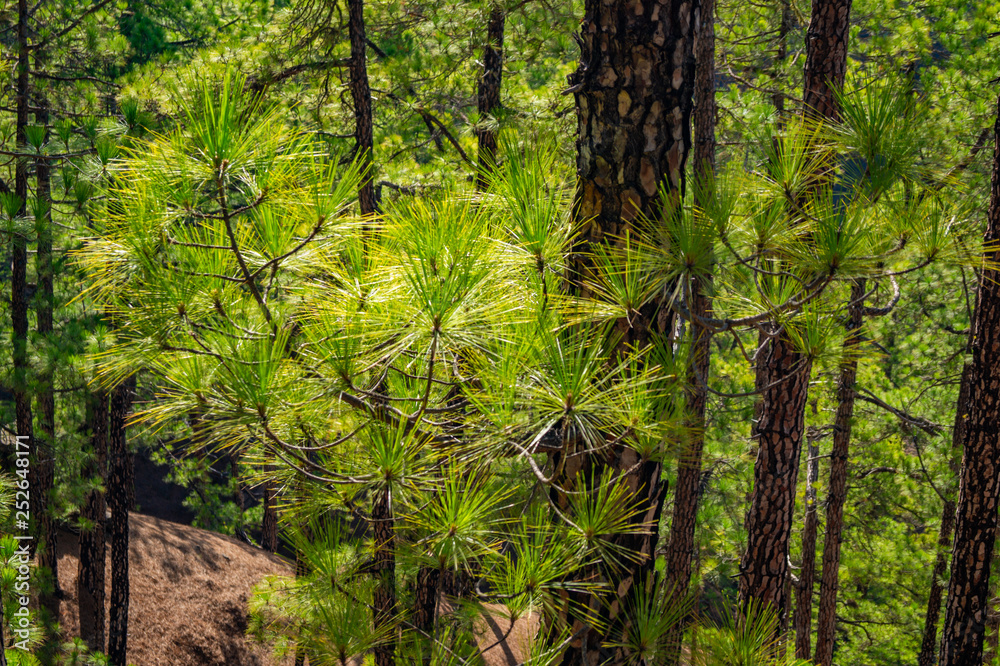 La Palma, Canary Islands, Spain, National Park showing Pine forests recovering after forest fires La Palma, Canary Islands, Spain, National Park showing Pine forests recovering after forest fires