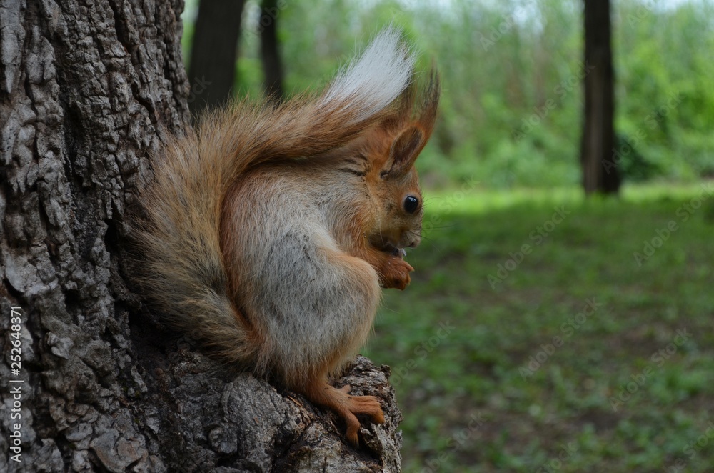 squirrel, animal, rodent, nature, mammal, wildlife, red, tail, cute, fur, nut, wild, eating, forest, tree, red squirrel, park, animals, fluffy, brown, grey, small, furry, eat, squirrels squirrel, animal, rodent, nature, mammal, wildlife, red, tail, cute, fur, nut, wild, eating, forest, tree, red squirrel, park, animals, fluffy, brown, grey, small, furry, eat, squirrels