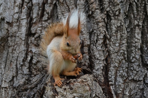 squirrel, animal, rodent, nature, mammal, wildlife, red, tail, cute, fur, nut, wild, eating, forest, tree, red squirrel, park, animals, fluffy, brown, grey, small, furry, eat, squirrels © Marlin1812