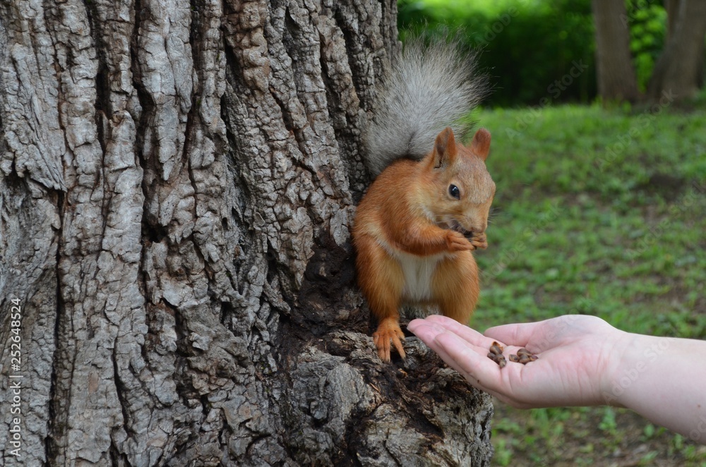 Obraz premium squirrel, animal, rodent, nature, mammal, wildlife, red, tail, cute, fur, nut, wild, eating, forest, tree, red squirrel, park, animals, fluffy, brown, grey, small, furry, eat, squirrels