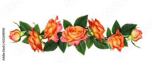 Orange rose flowers in a line arrangement