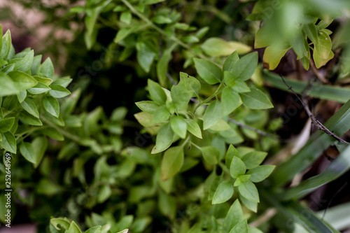 Fototapeta Naklejka Na Ścianę i Meble -  Basil seedlings. Herb aromatic