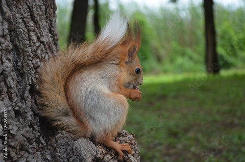 squirrel, animal, rodent, nature, red, wildlife, tail, cute, mammal, park, wild, fur, eating, animals, forest, tree, brown, autumn, nut, fluffy, green, grey, furry, grass, nuts, red squirrel, small, e