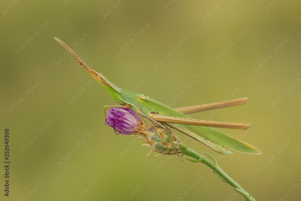 Green Grasshopper Acrida ungarica in Croatia, Krk Green Grasshopper Acrida ungarica in Croatia, Krk