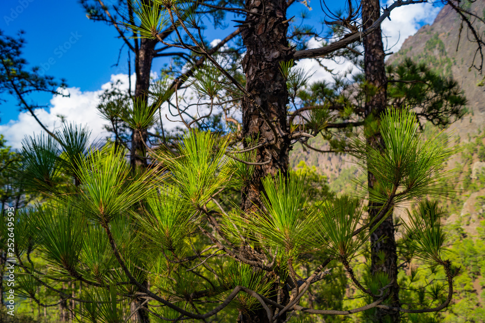 La Palma, Canary Islands, Spain, National Park showing Pine forests recovering after forest fires La Palma, Canary Islands, Spain, National Park showing Pine forests recovering after forest fires