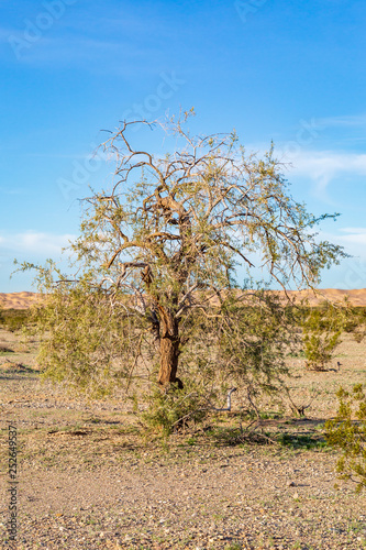 A tree in the desert on the edge of the Imperial Sand Dunes in California