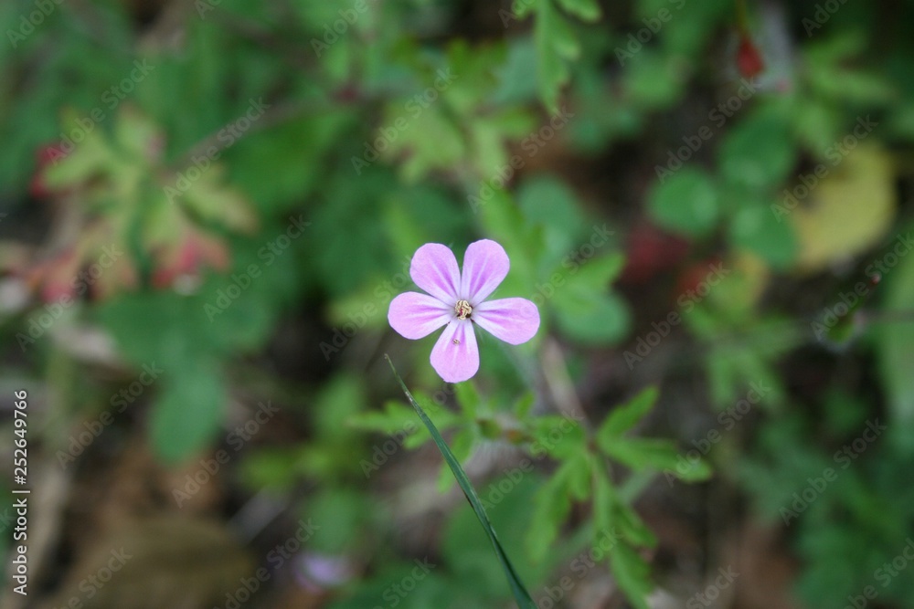 flower, nature, purple, pink, plant, green, spring, garden, flowers, summer, wild, beauty, blossom, macro, closeup, flora, violet, bloom, leaf, beautiful, color, petals, petal, floral, close-up flower, nature, purple, pink, plant, green, spring, garden, flowers, summer, wild, beauty, blossom, macro, closeup, flora, violet, bloom, leaf, beautiful, color, petals, petal, floral, close-up