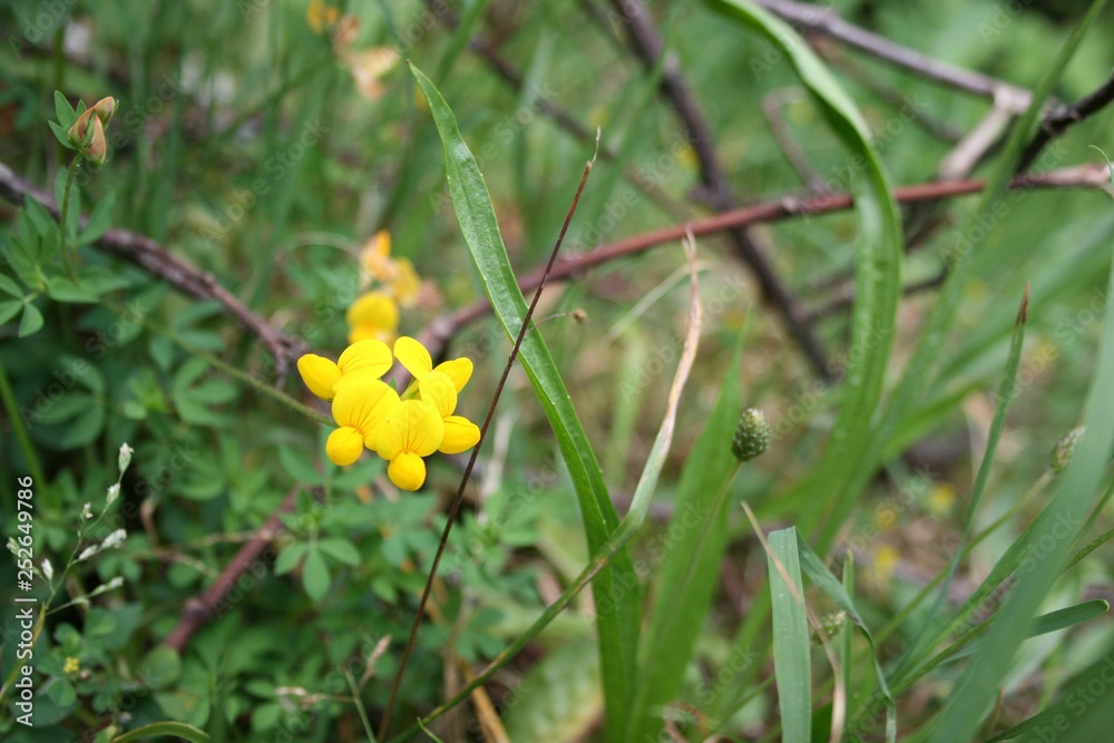 flower, nature, yellow, plant, green, spring, summer, flowers, garden, macro, grass, dandelion, flora, bloom, blossom, leaf, beauty, petal, leaves, orange, floral, color, natural, beautiful, meadow flower, nature, yellow, plant, green, spring, summer, flowers, garden, macro, grass, dandelion, flora, bloom, blossom, leaf, beauty, petal, leaves, orange, floral, color, natural, beautiful, meadow