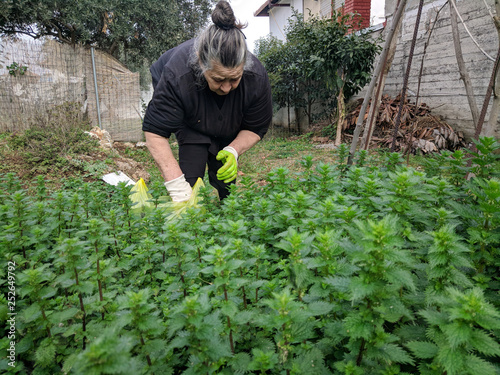 Senior woman gathering common nettles (Urtica dioica)
