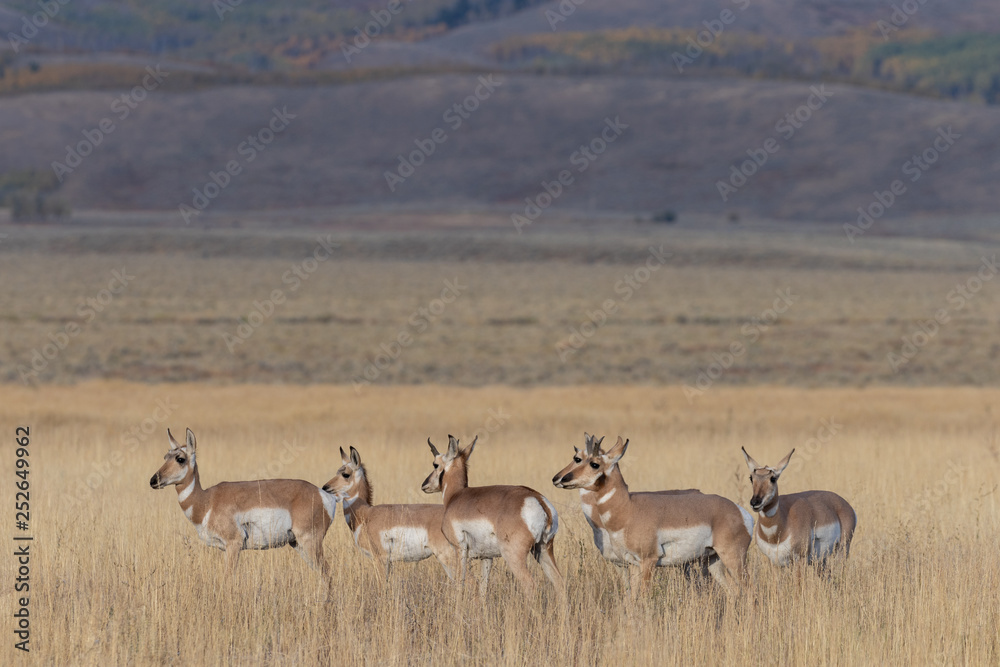 Herd of Pronghorn antelope in Fall Herd of Pronghorn antelope in Fall
