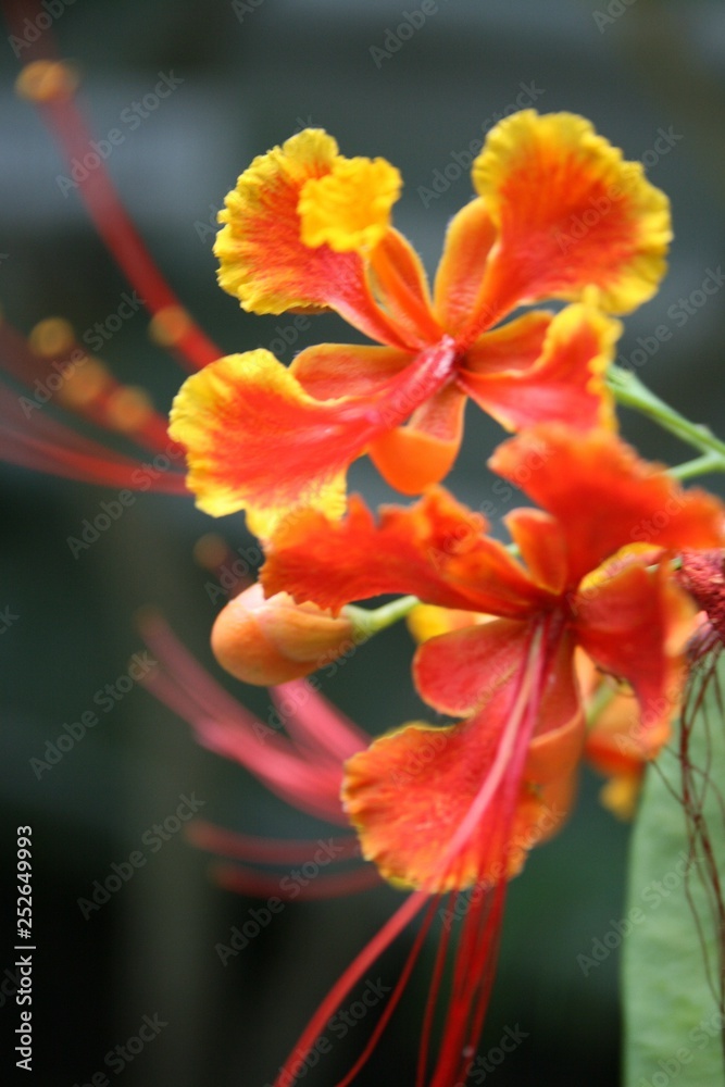 flower, nature, garden, plant, red, orange, green, yellow, flowers, blossom, summer, pink, beauty, bloom, beautiful, bright, spring, macro, flora, lily, petal, marigold, blooming, floral, color