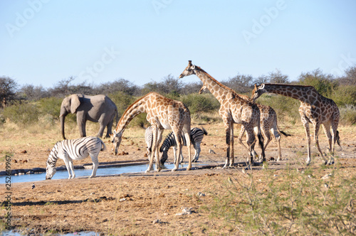 Girafs  elephants and zebras at the waterhole of Namutomi Camp in Etosha.