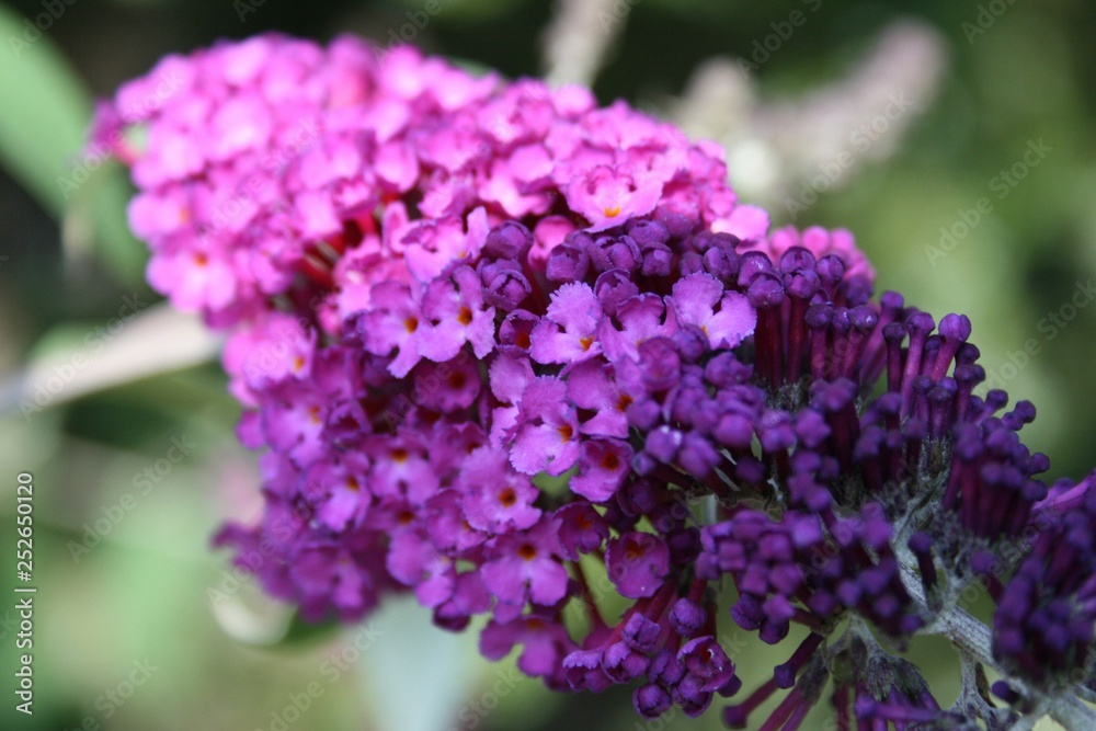 flower, purple, flowers, nature, lilac, spring, garden, plant, green, pink, blossom, lavender, bloom, beauty, summer, floral, bush, tree, beautiful, violet, color, blooming, macro, close-up, flora flower, purple, flowers, nature, lilac, spring, garden, plant, green, pink, blossom, lavender, bloom, beauty, summer, floral, bush, tree, beautiful, violet, color, blooming, macro, close-up, flora