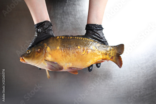 Karp. Świeża ryba. Kobieta trzyma w dłoniach rybę 