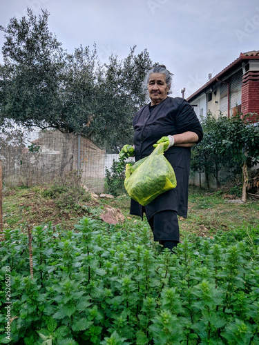 Senior woman gathering common nettles (Urtica dioica)