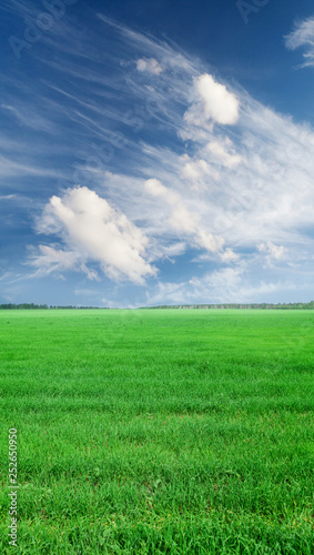 Green grass field and blue sky