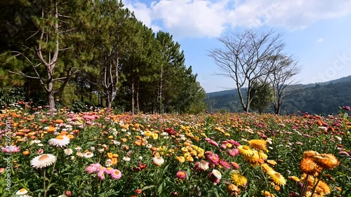Wallpaper Mural Slow motion shot. Beautiful Straw flowers,Everlasting flowers field at Phu Hin Rongkra park, Phitsanulok, Thailand. Torontodigital.ca