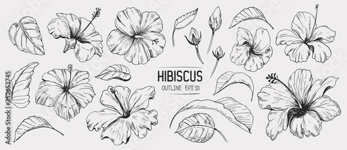 Hibiscus flower. Set of hand drawn illustration. Vector outline. Isolated photo