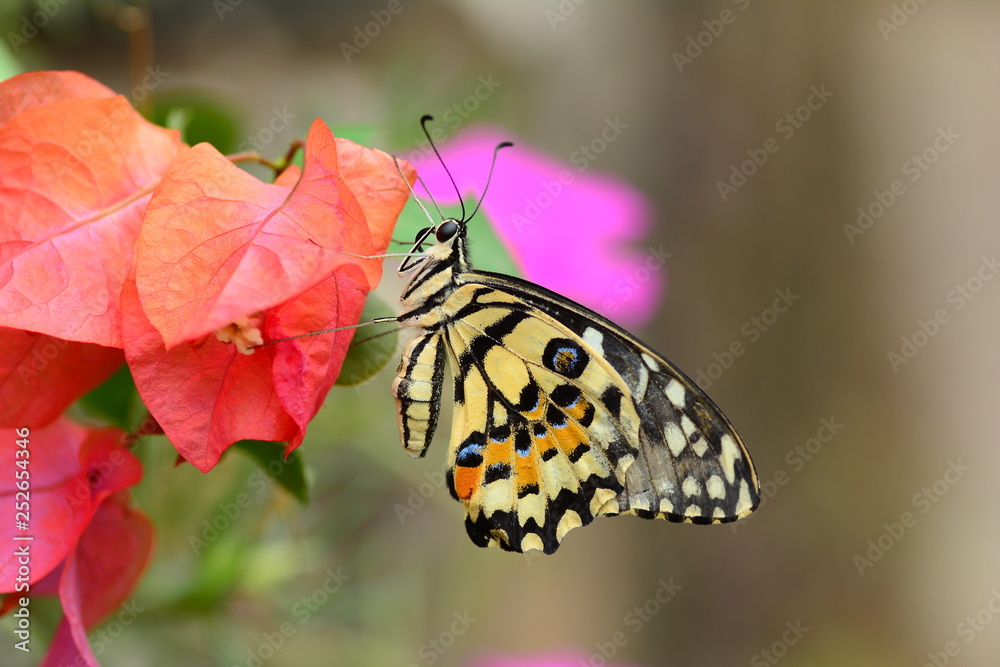 Naklejka premium beautiful yellow butterflies perch on flowers in the wild. Rhopalocera Lepidoptera Insecta Arthropoda Animalia Vanessa cardui