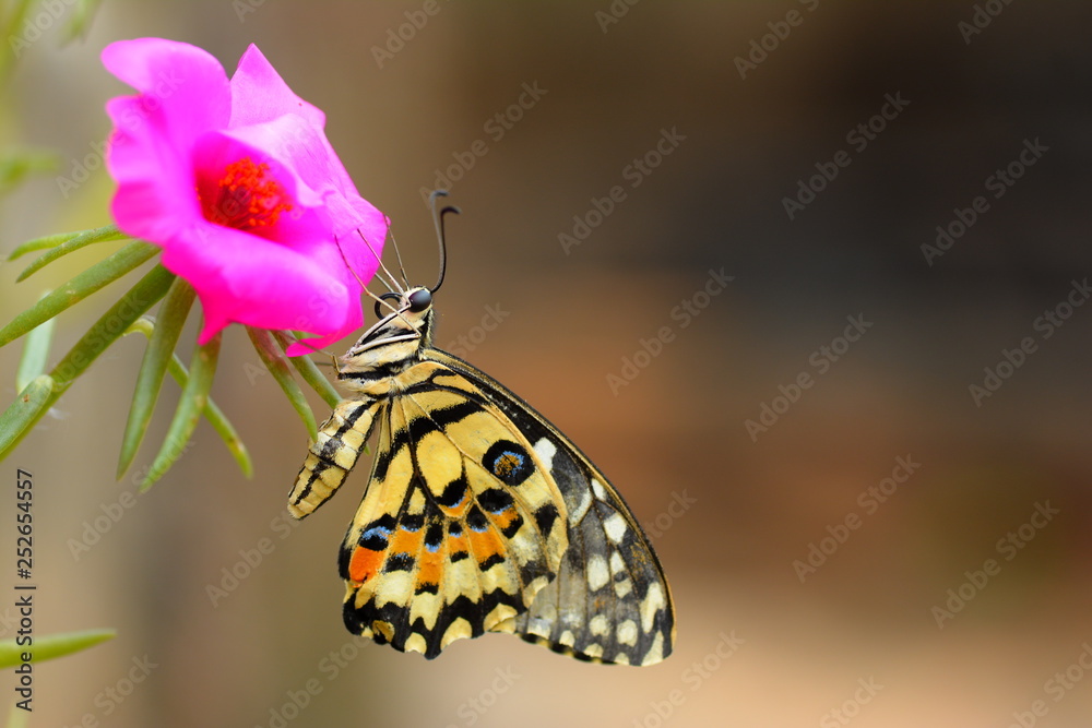 Obraz premium beautiful yellow butterflies perch on flowers in the wild. Rhopalocera Lepidoptera Insecta Arthropoda Animalia Vanessa cardui