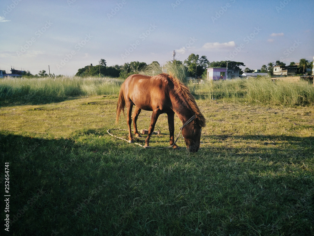 horse on meadow