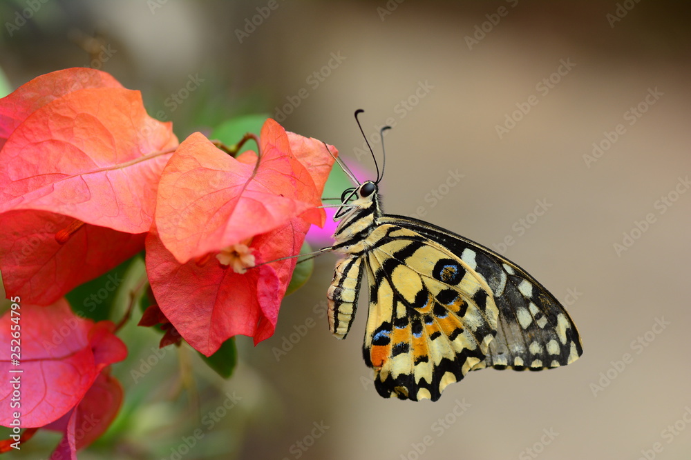 Fototapeta premium beautiful yellow butterflies perch on flowers in the wild. Rhopalocera Lepidoptera Insecta Arthropoda Animalia Vanessa cardui