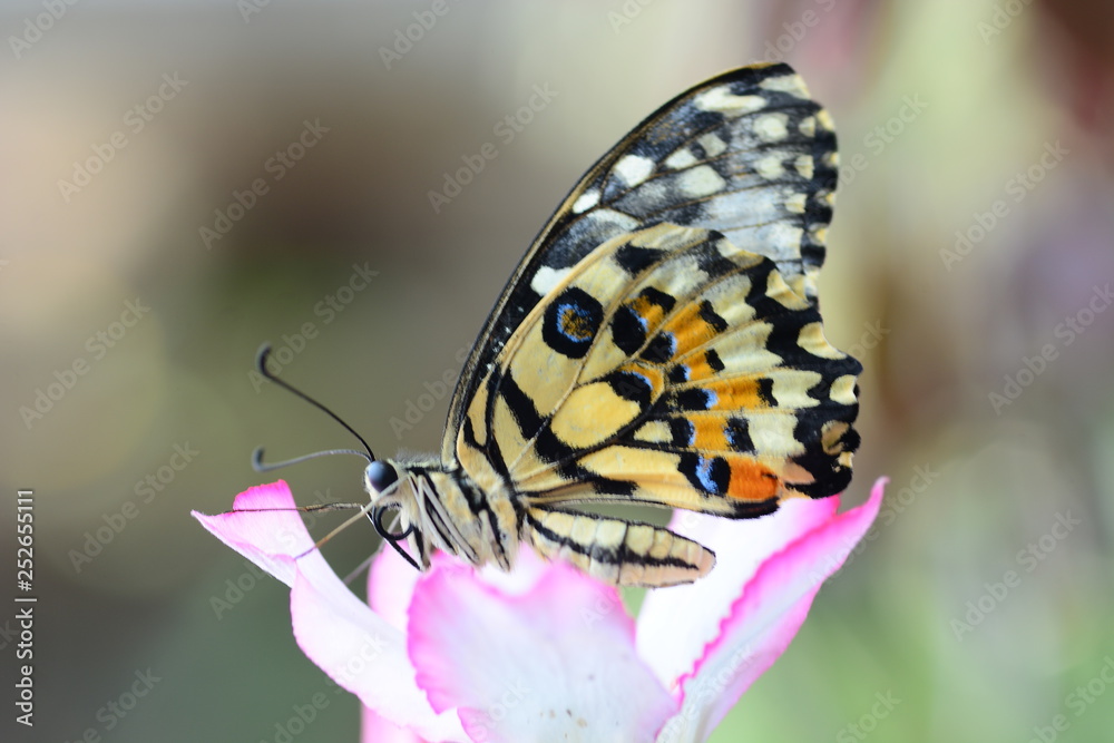 beautiful yellow butterflies perch on flowers in the wild. Rhopalocera Lepidoptera Insecta Arthropoda Animalia  Vanessa cardui