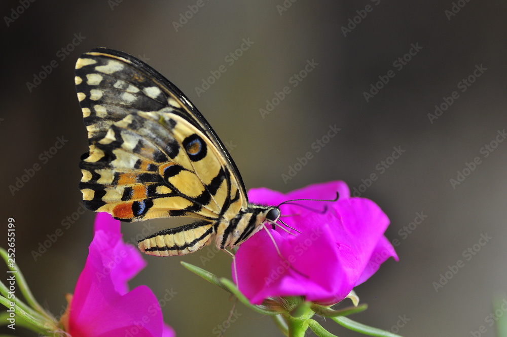 Naklejka premium beautiful yellow butterflies perch on flowers in the wild. Rhopalocera Lepidoptera Insecta Arthropoda Animalia Vanessa cardui