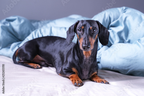 cute little dachshund dog, black and tan, lying on bed. Pets friendly hotel or home room.