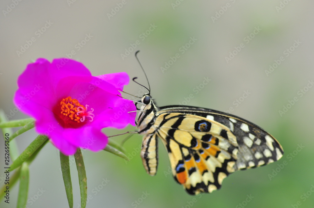 beautiful yellow butterflies perch on flowers in the wild. Rhopalocera Lepidoptera Insecta Arthropoda Animalia Vanessa cardui beautiful yellow butterflies perch on flowers in the wild. Rhopalocera Lepidoptera Insecta Arthropoda Animalia Vanessa cardui