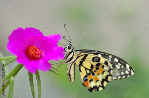 beautiful yellow butterflies perch on flowers in the wild. Rhopalocera Lepidoptera Insecta Arthropoda Animalia Vanessa cardui