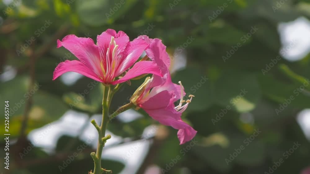 Vdo Beautiful Phanera purpurea or Bauhinia purpurea blossom on branches, Common names include orchid tree, purple bauhinia, camel's foot, butterfly tree, and Hawaiian orchid tree. Vdo Beautiful Phanera purpurea or Bauhinia purpurea blossom on branches, Common names include orchid tree, purple bauhinia, camel's foot, butterfly tree, and Hawaiian orchid tree.